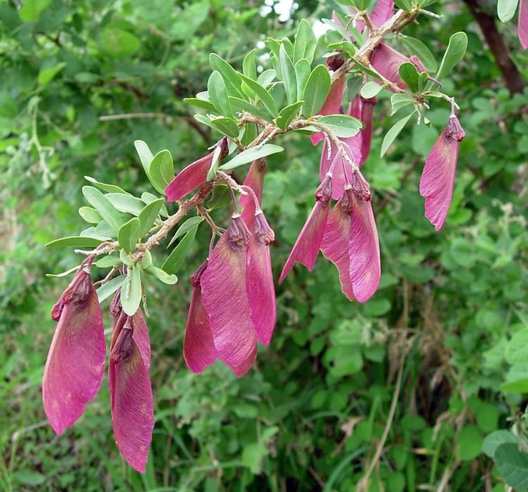 Securidaca longipedunculata